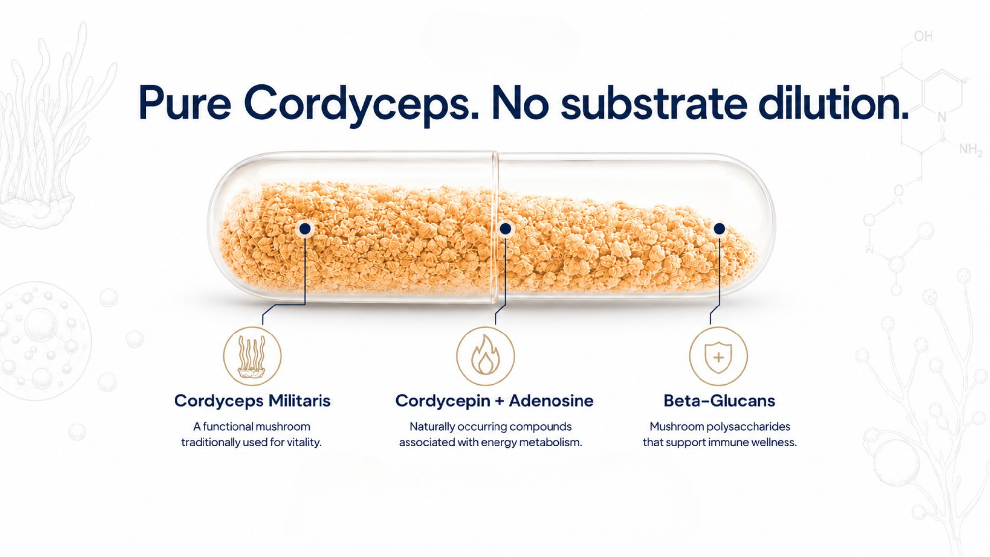 Pure Cordyceps infographic showing Cordyceps Militaris, cordycepin and adenosine, and beta-glucans